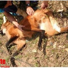 Lobo-guará morre atropelado na Br120 próximo de Coimbra