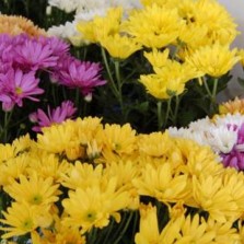 Prefeitura credencia floriculturas para venda nas proximidades dos cemitérios no Dia de Finados