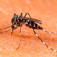 Secretaria municipal de saúde divulga números da dengue e agenda do Fumacê
