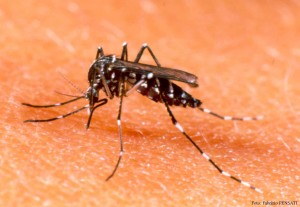 Aedes-aegypti