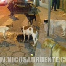 Polícia civil vai investigar o envenenamento de cães em Viçosa.