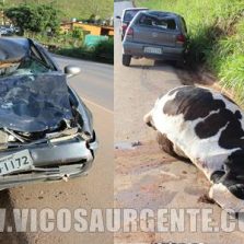Vaca é atropelada e morta no Bom Jardim em Teixeiras