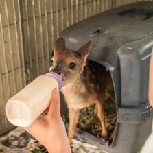 Governo de Minas Gerais amplia áreas de soltura de animais da fauna silvestre
