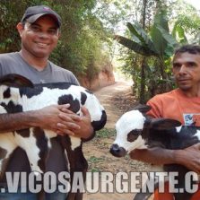 Vaca dá à luz bezerros gêmeos no Córrego São Francisco