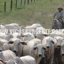 Segunda etapa da vacinação do gado contra aftosa em Minas começou ontem quarta-feira (1/11)