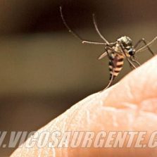 Febre Amarela: Viçosa decreta situação de emergência em saúde pública
