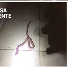 Mulher confunde linguiça com cobra e aciona os bombeiros