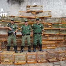 Polícia do Meio Ambiente realiza a maior apreensão de pássaros silvestres feita em Viçosa