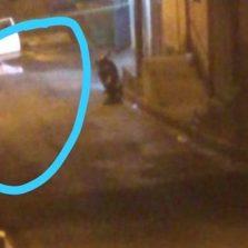 Autor de homicídio é preso em flagrante em Porto Firme