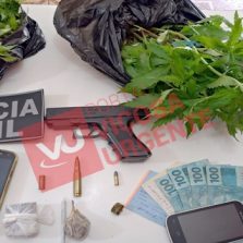 Coimbra: PM e PC apreendem 110 pés de maconha