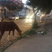 PMV lança edital para contratação de empresa para apreensão de animais 