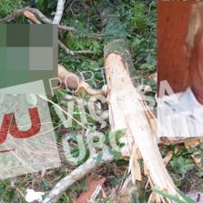 Ervália: Trabalhador morre durante corte de árvore na zona rural