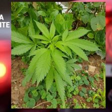 Pé de maconha no Campus da UFV