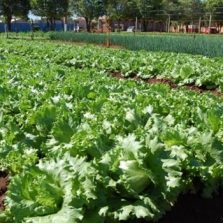 Prefeitura cadastra agricultores familiares interessados em entregar merenda nas escolas em 2019