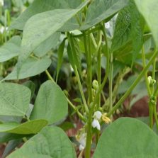 Idene inicia entrega de 385 toneladas de sementes destinadas aos produtores rurais