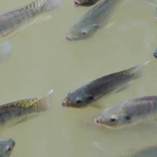 Decreto do governo do estado beneficia cerca de 8 mil pescadores