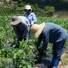 Emater-MG estimula o desenvolvimento sustentável da agropecuária mineira
