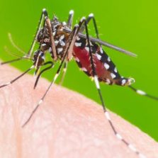 Dengue, chikungunya e zika: quando procurar ajuda?
