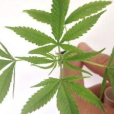 Senado mexicano aprova a legalização da maconha