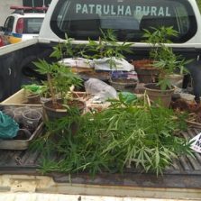 Patrulha Rural apreende plantação de maconha no Palmital
