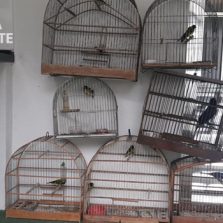Polícia Militar do meio ambiente apreende pássaros silvestres em Viçosa e Canaã