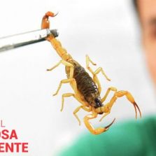 Saúde alerta para picadas de escorpião, mais comuns no verão