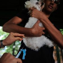 Veterinários formados a distância não terão registro profissional