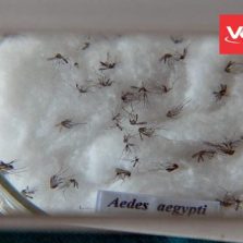 Casos de dengue no Brasil aumentam 149% em janeiro deste ano