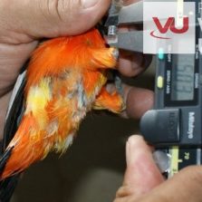 Governo promove devolução de animais silvestres na Zona da Mata