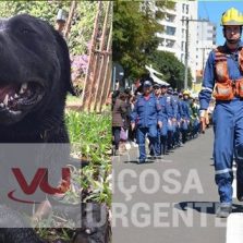 Bombeiros: Cão que ajudou nas buscas em Brumadinho morre em serviço em Santa Catarina