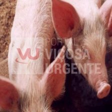 UFV e Fapamig: Vacina desenvolvida em Minas é patenteada na Rússia