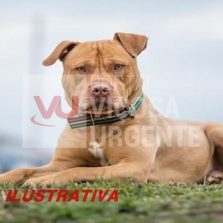 Mulher é atacada por Pit bull durante caminhada na UFV