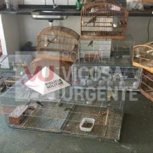 PMMA apreende pássaros sem autorização no BJ