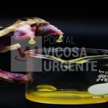 Funed estuda venenos de animais para obtenção de medicamentos