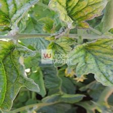 Pesquisadores desvendam mecanismo inédito de resistência cruzada entre vírus e bactérias em plantas