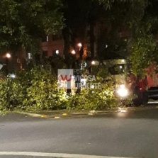 Caminhão atinge árvore próximo da UFV