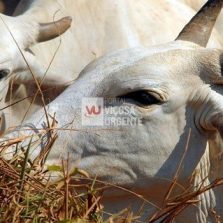 Campanha de vacinação contra febre aftosa vai até sábado