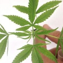Anvisa autoriza fabricação e venda de medicamentos à base de Cannabis