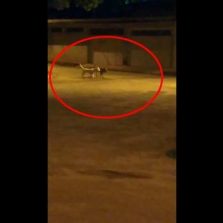 Pitbulls abandonados atacam moradores em São José do Triunfo