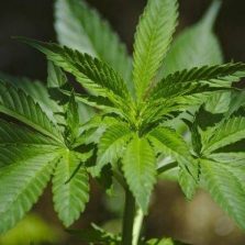 PM apreende pés de maconha em residência na avenida Arábias
