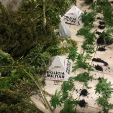 Ervália:Suspeitos são presos com pés de maconha