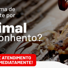 Secretaria de Municipal de Saúde orienta sobre acidentes com animais peçonhentos