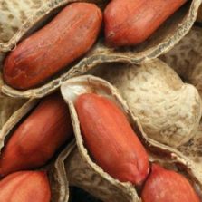 Safra de amendoim em Minas crescerá quase 50% neste ano