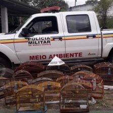 Viçosa: Homem é preso com pássaros silvestres e anilhas adulteradas