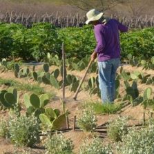 CMN facilita renegociação de dívidas de produtores rurais