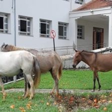 Secretaria de Agropecuária e Polícia Militar do Meio Ambiente promovem ação para recolhimento de animais