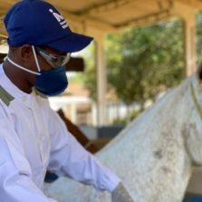 Soros produzidos por cavalos têm anticorpos potentes para covid-19