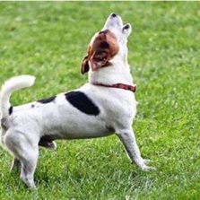 Vereadores aprovam lei que proíbe cachorro de latir em Santa Catarina