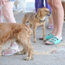 Outubro Rosa Pet alerta para câncer de mama em cadelas e gatas