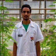 UFV planta maconha com aval da Justiça para estudos inéditos no Brasil